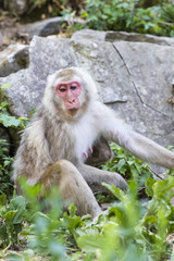 Jigokudani Monkey Park , monkeys bathing in a natural hot spring at Nagano , Japan