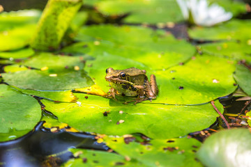 Frog on the lily leaf