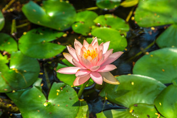 Pink lotus flower