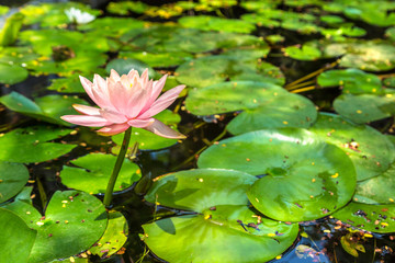 Pink lotus flower