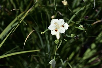 淡い黄色の花