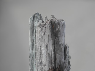 朽ちてる木の杭