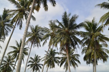 Obraz na płótnie Canvas the coconut trees against the sky