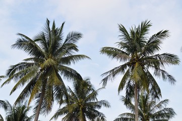 Fototapeta na wymiar the coconut trees against the sky