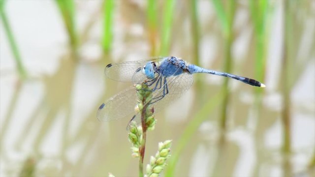 Blue dasher dragonfly.