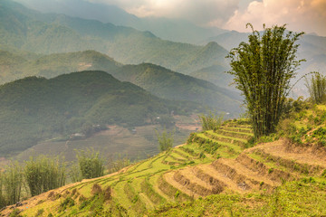 Fototapeta premium Terraced rice field in Sapa