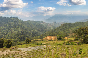 Terraced rice field in Sapa