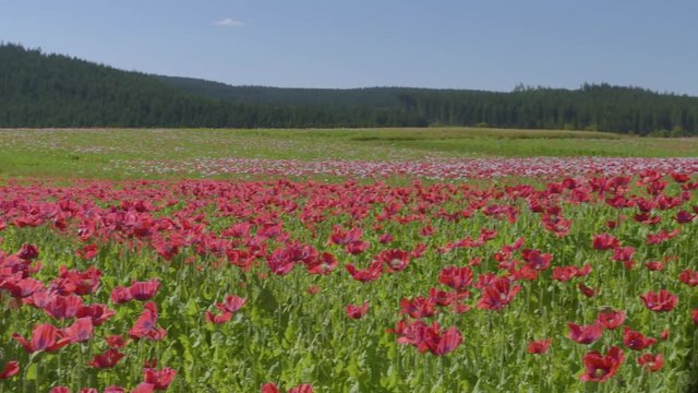 Poppy Flowers in Austria