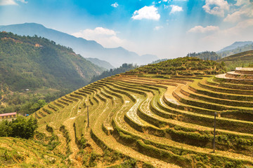 Terraced rice field in Sapa