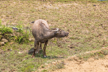 Water Buffalo in Sapa, Vietnam