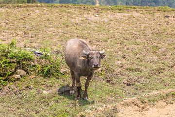 Water Buffalo in Sapa, Vietnam