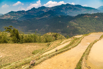 Terraced rice field in Sapa