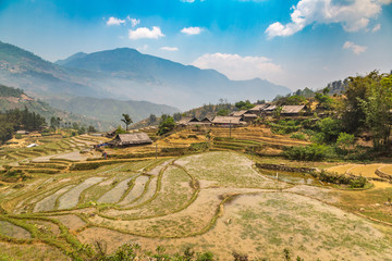 Terraced rice field in Sapa