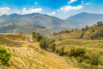 Terraced rice field in Sapa