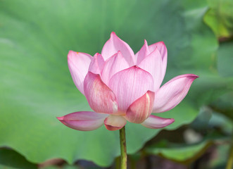 Obraz premium Close up pink Sacred lotus flower ( Nelumbo nucifera ) with green leaves blooming in lake on sunny day 