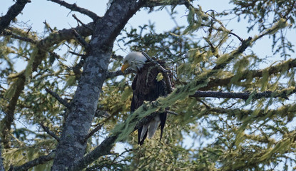 Bald Eagle 2