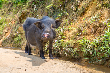 Black pig in Sapa, Vietnam