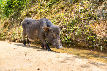 Black pig in Sapa, Vietnam