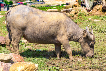 Fototapeta premium Water Buffalo in Sapa, Vietnam