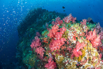 Wonderful and beautiful underwater world with ccoral reef landscape background in the deep blue ocean with colorful fish and marine life