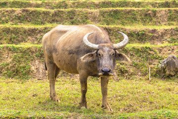 Water Buffalo in Sapa, Vietnam