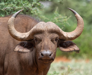 Naklejka premium Young African Buffalo Portrait