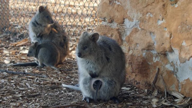 Rottnest Island Quoka