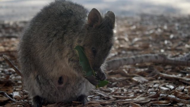 Rottnest Island Quoka