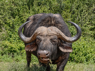 African Buffalo