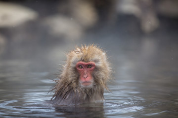 macaque monkey in a bath in japan