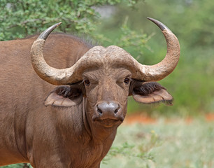 African Buffalo Portrait