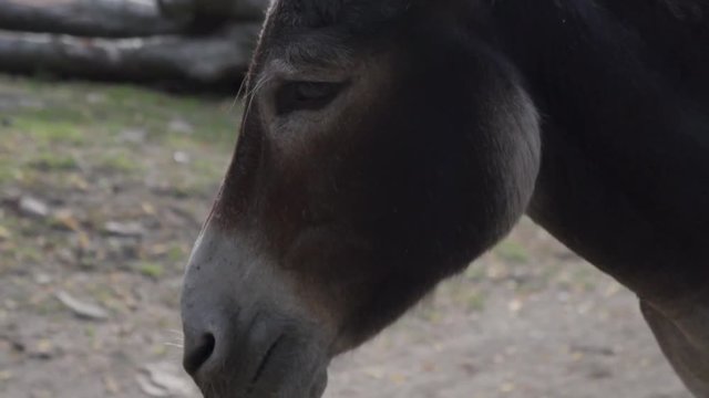 a donkey in a zoo