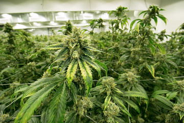 Marijuana Farm Fields of Cannabis