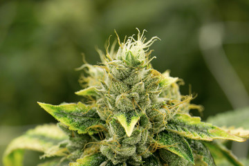Closeup Marijuana Bud Cannabis Macro