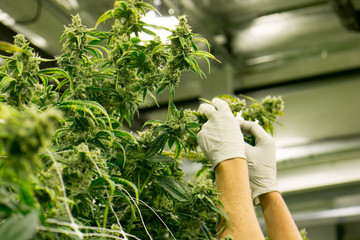 Hands Trim Cannabis Plant Marijuana Indoor Farm - obrazy, fototapety, plakaty