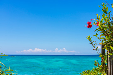 沖縄の海,とハイビスカス