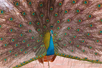 Obraz premium Close-Up of peacock with fanned feathers