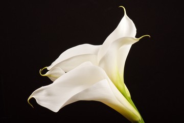 Cala Lilies, white, black background (c)Bob Bingham