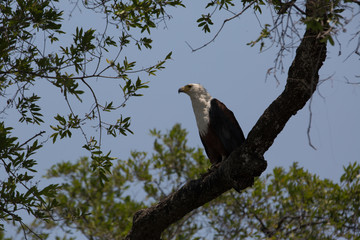african bird looking for food