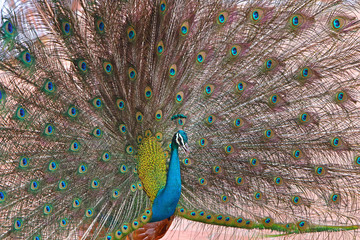 Fototapeta premium Close-Up of peacock with fanned feathers