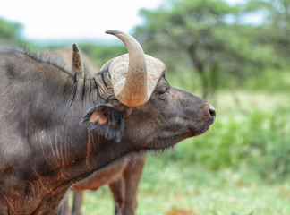 African Buffalo