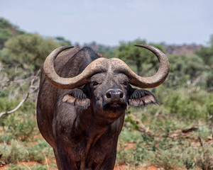 Naklejka premium African Buffalo