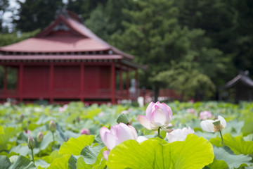 猿賀公園の蓮の花