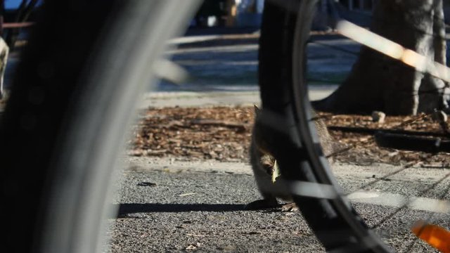 Rottnest Island Quoka