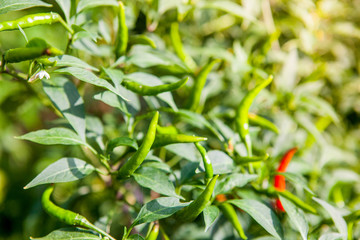 Fototapeta premium Fresh chilli in the garden