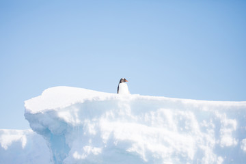 penguin in the arctic