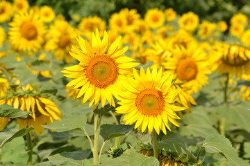 Bright sunflowers in the morning sun on the field.