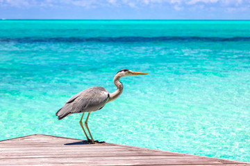 Heron in the Maldives