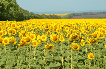 Fototapeta premium Field of sunflowers on a blue sky background.