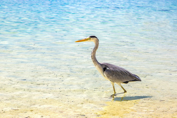 Heron in the Maldives